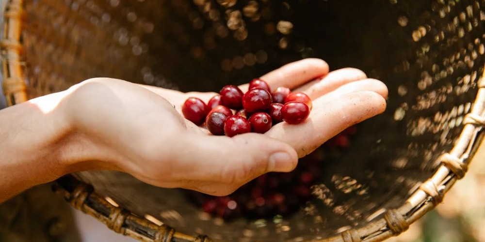 Imagem Pesquisa aponta potencial da cafeicultura para balanço positivo de carbono